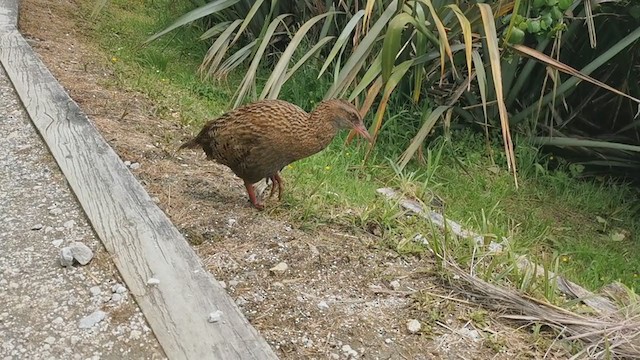 Weka - ML222005551