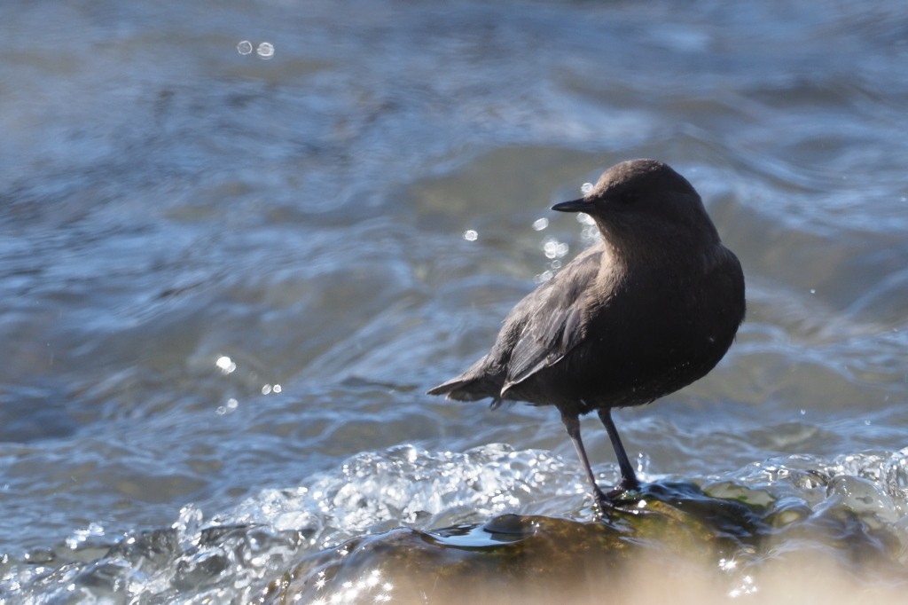 White-throated Dipper - ML222005631