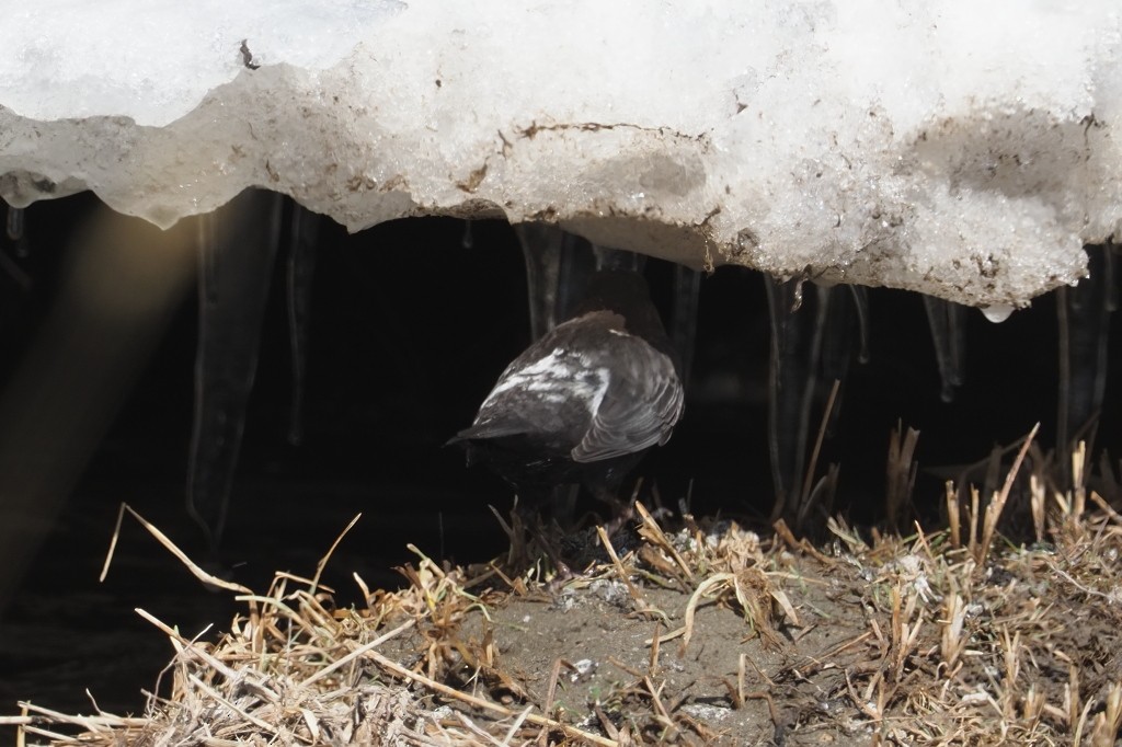 White-throated Dipper - Silas Olofson