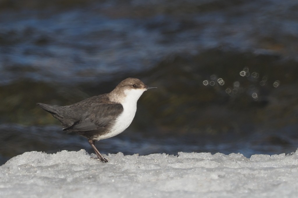 White-throated Dipper - ML222005681