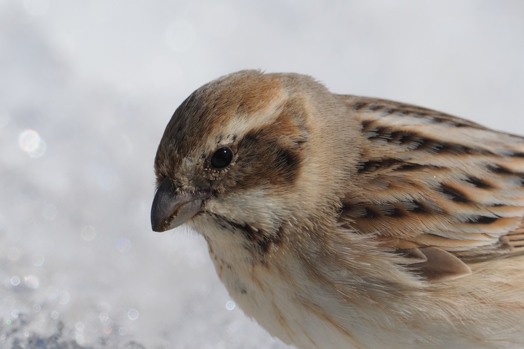 Reed Bunting - ML222005691