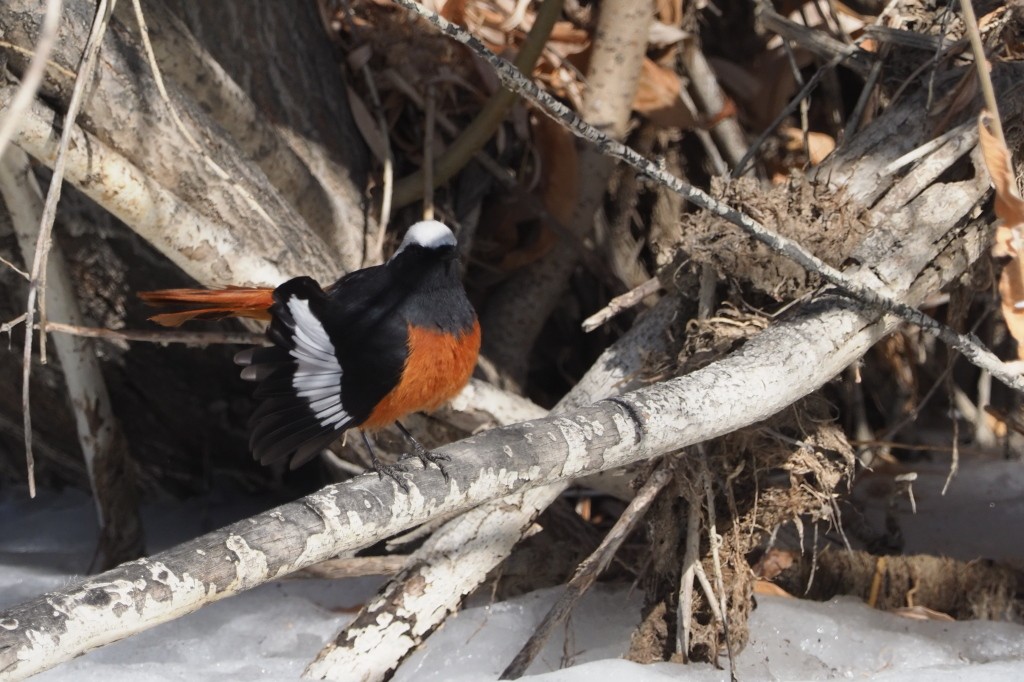 White-winged Redstart - Silas Olofson