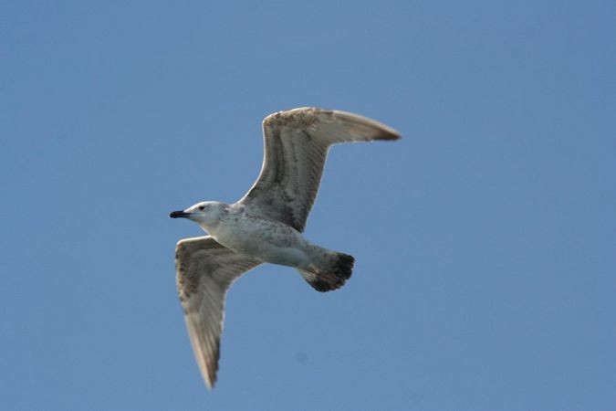 Caspian Gull - ML222007031