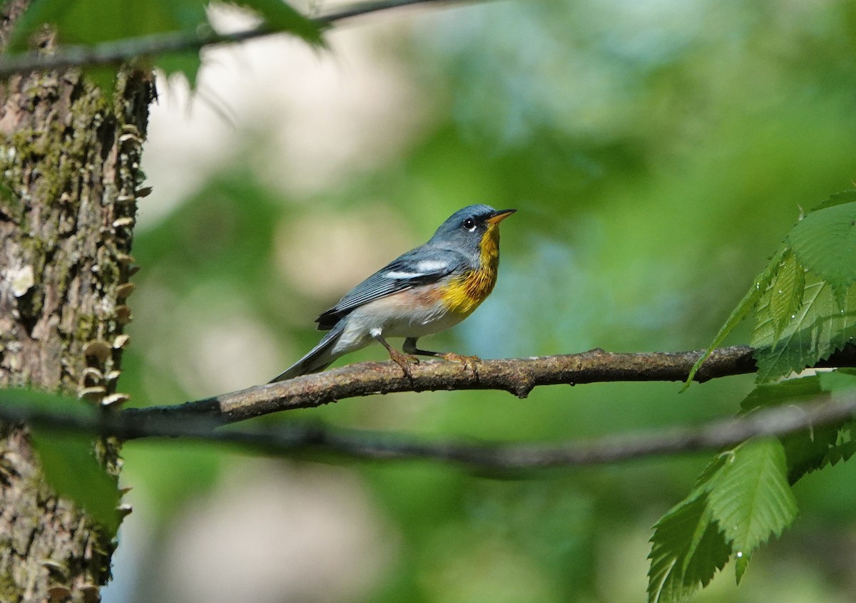 Northern Parula - ML222007041
