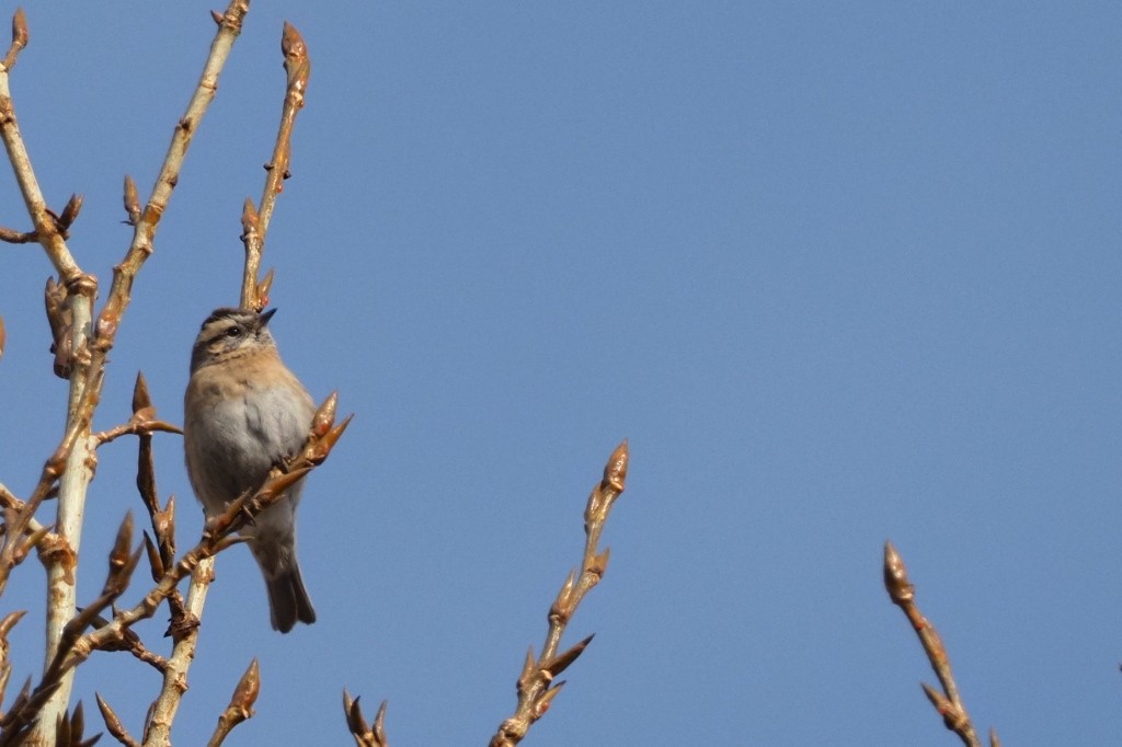 Black-throated Accentor - ML222007611