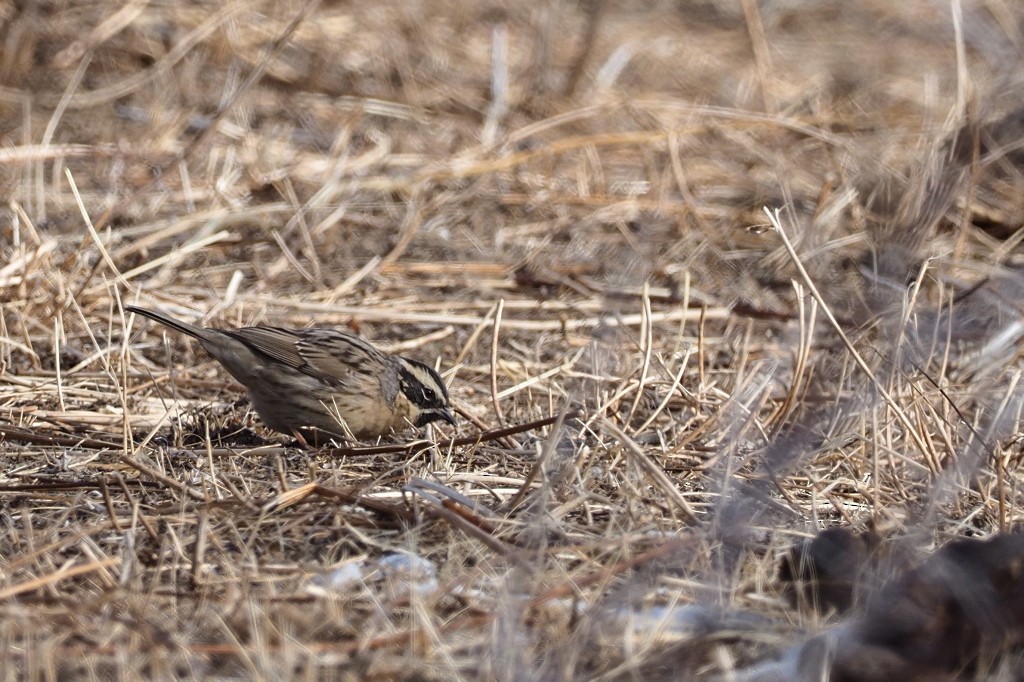 Black-throated Accentor - ML222007621