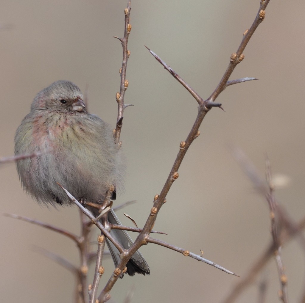 Long-tailed Rosefinch - ML222007691