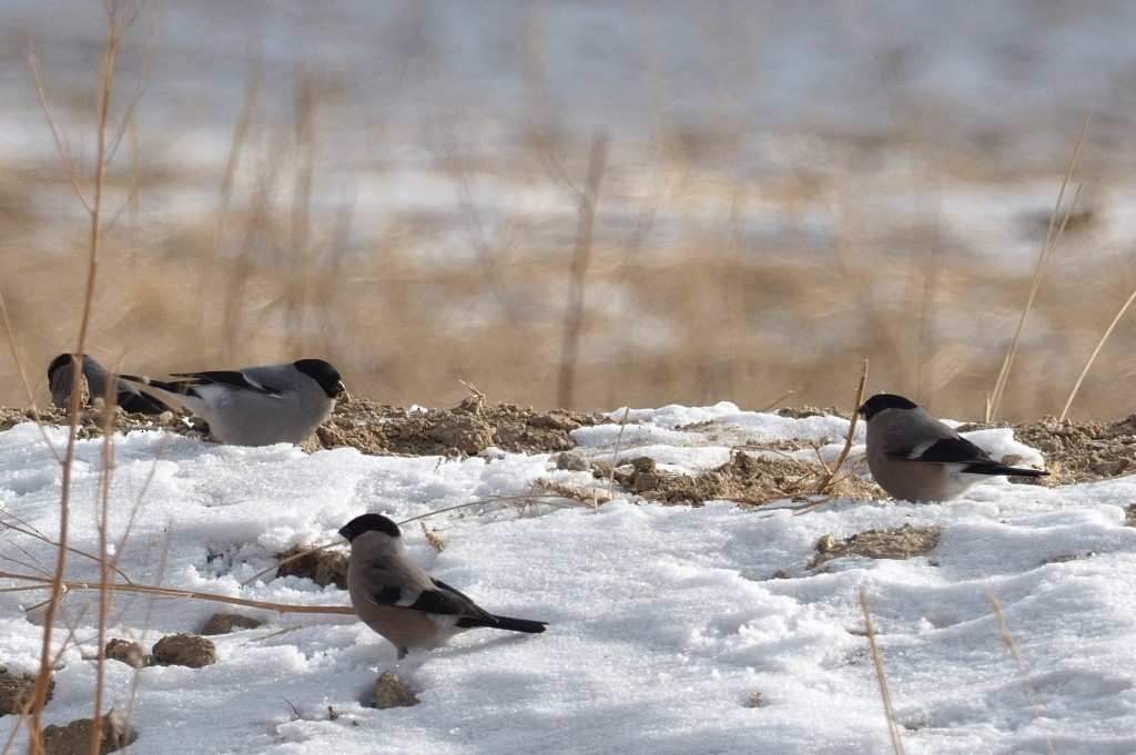 Eurasian Bullfinch (Baikal) - ML222007891