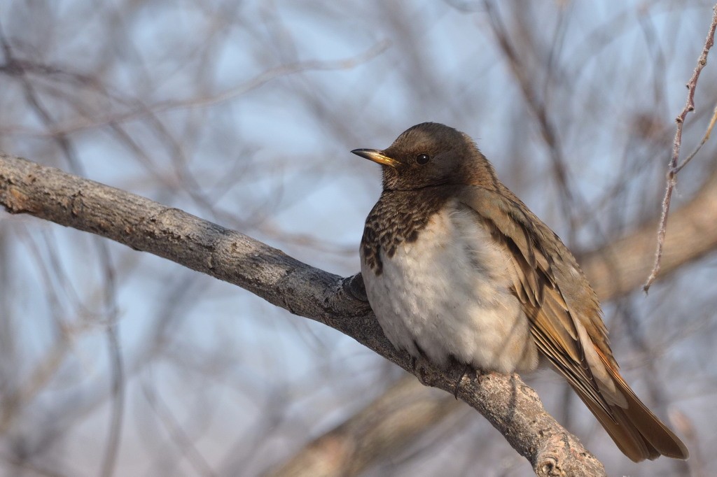 雑種 ノドグロツグミ x ノドアカツグミ - eBird