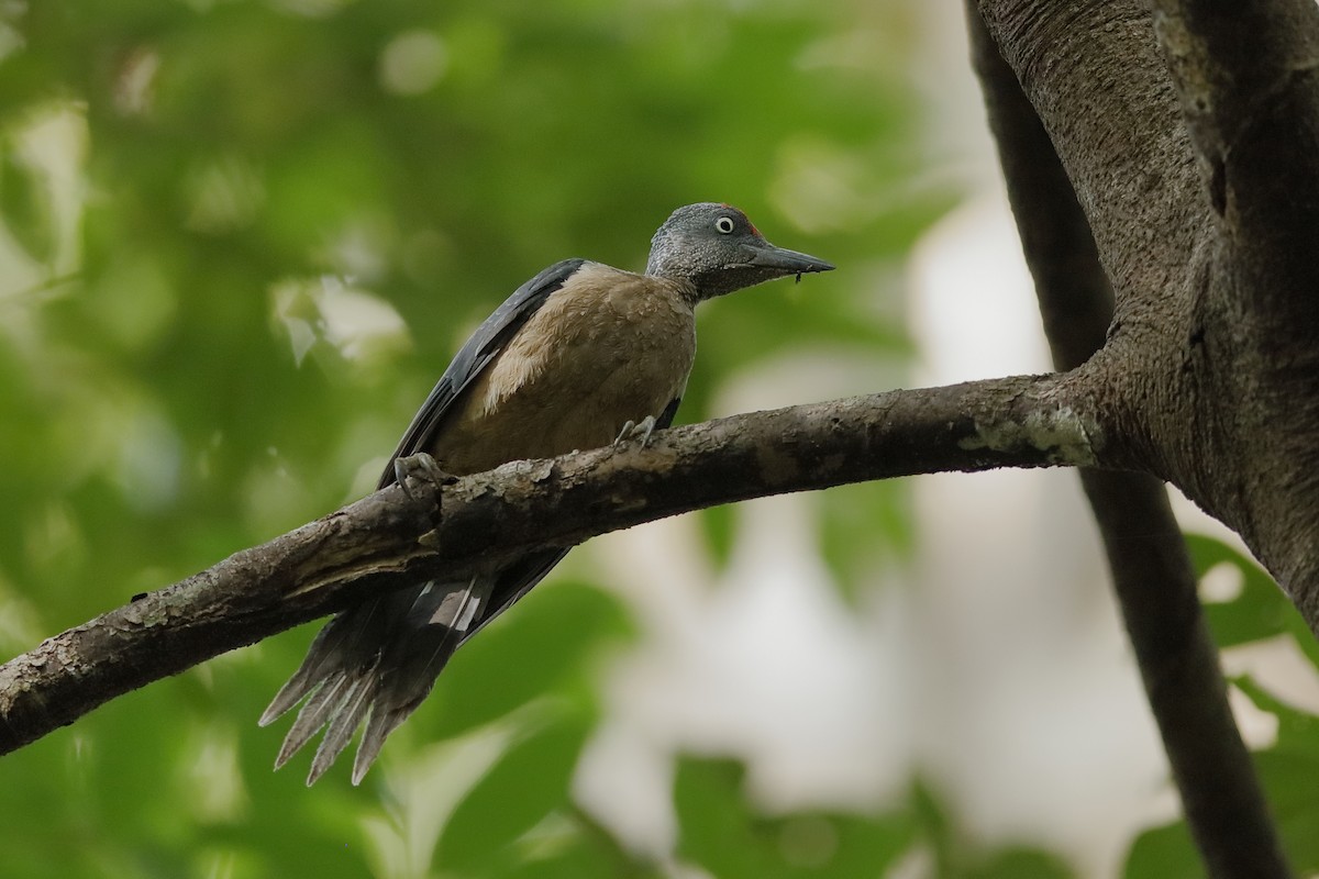 Ashy Woodpecker - ML222009031