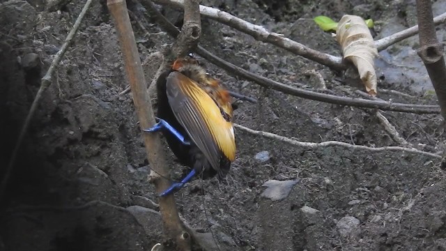 Magnificent Bird-of-Paradise - ML222009081