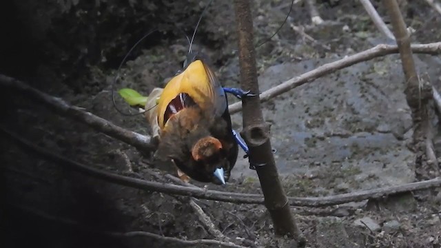 Magnificent Bird-of-Paradise - ML222009091