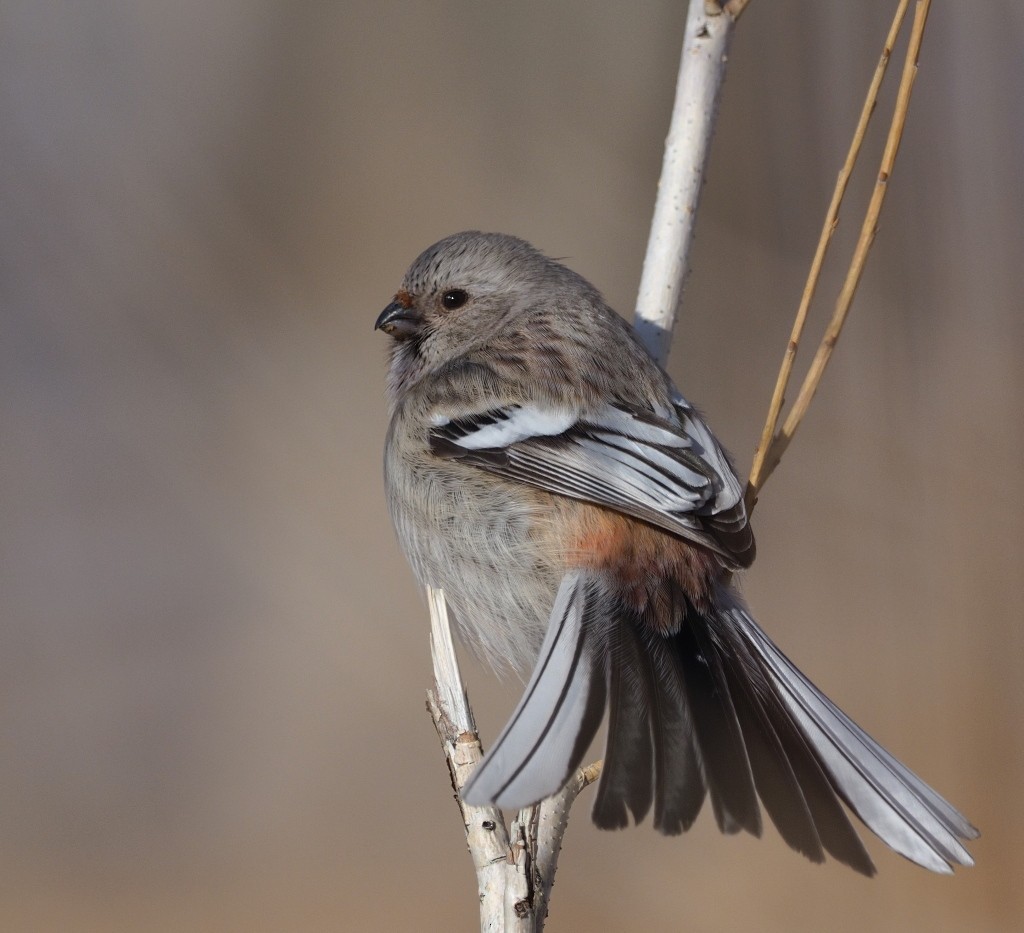 Long-tailed Rosefinch - Silas Olofson