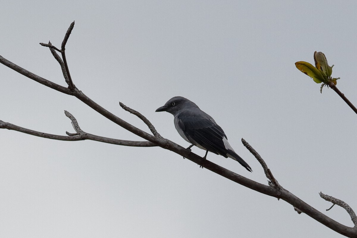 White-rumped Cuckooshrike - ML222010341