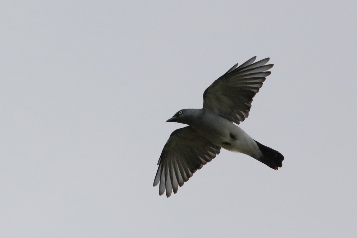 White-rumped Cuckooshrike - ML222010361