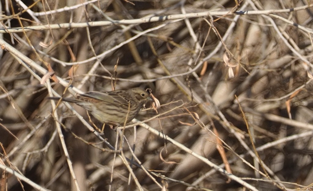 Pine Bunting - ML222010591