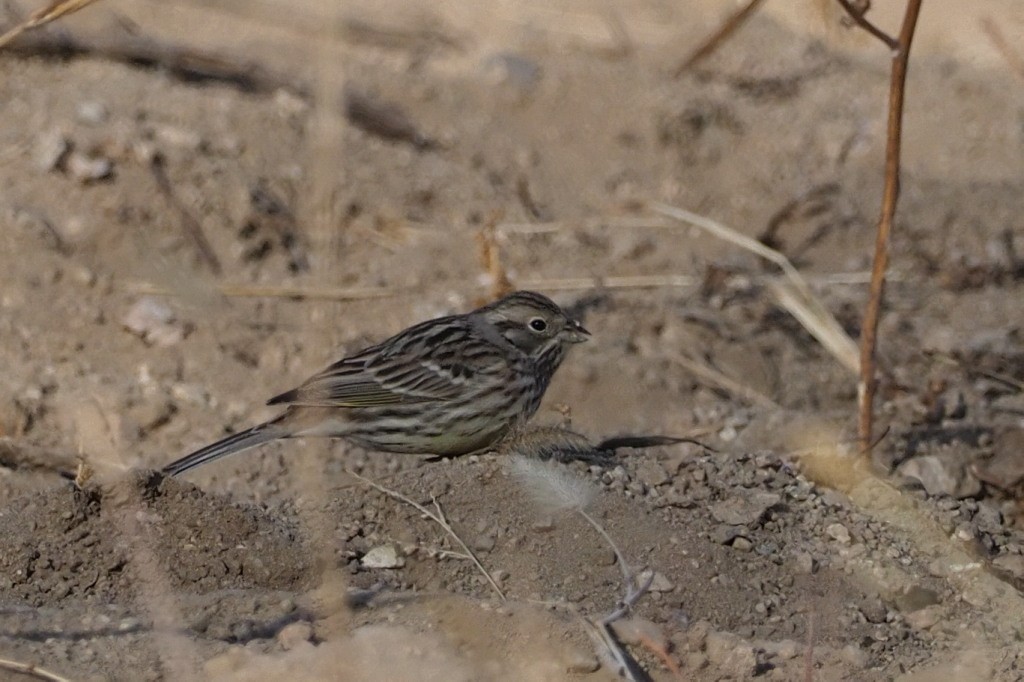 Yellowhammer - ML222010801