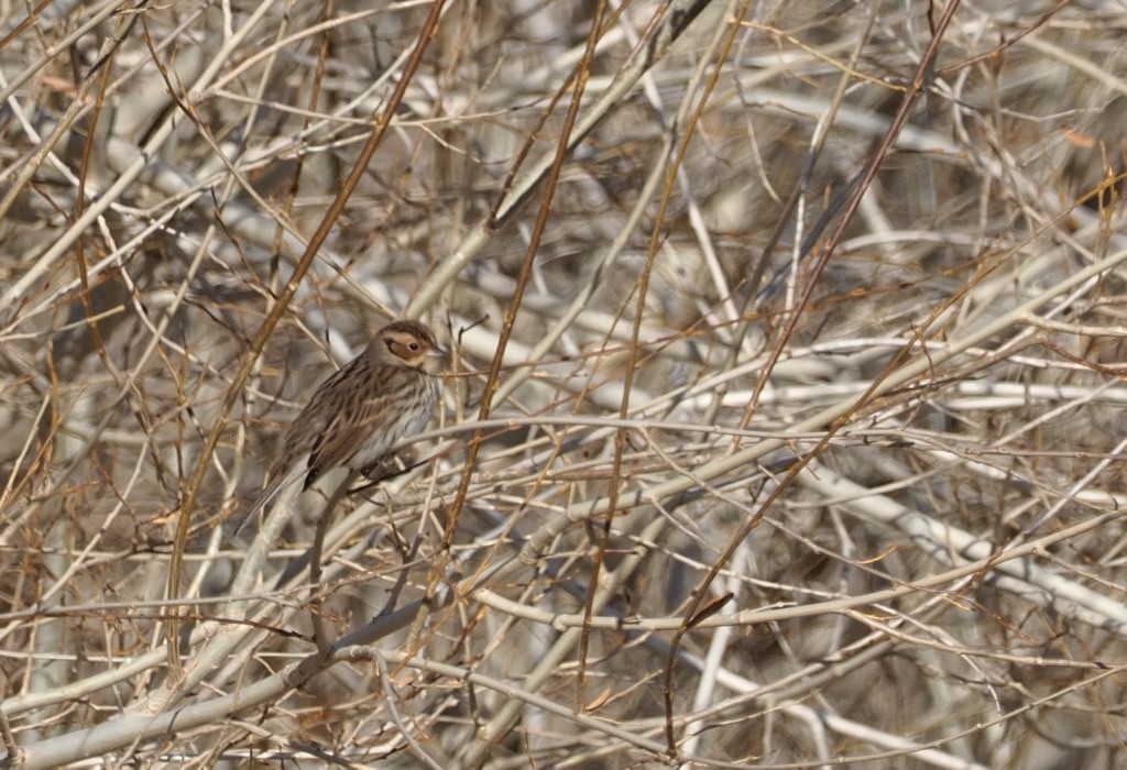 Little Bunting - Silas Olofson