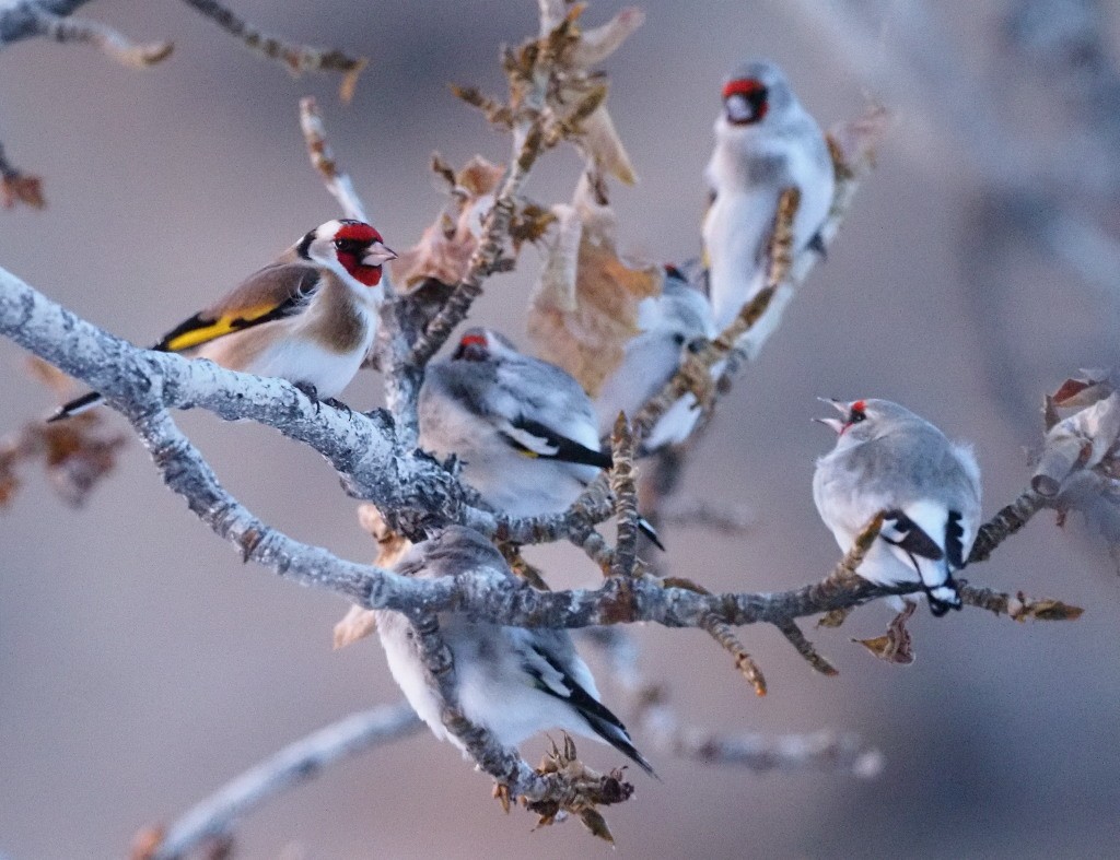 Gray-crowned Goldfinch - Silas Olofson