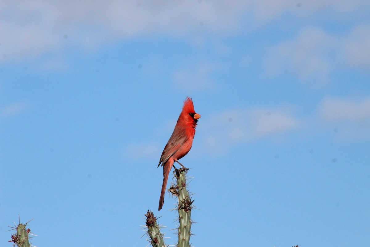 Northern Cardinal - ML222013291