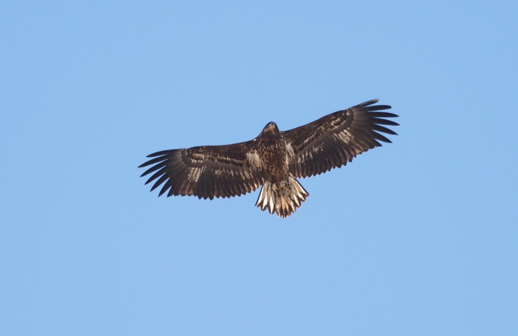 White-tailed Eagle - Silas Olofson