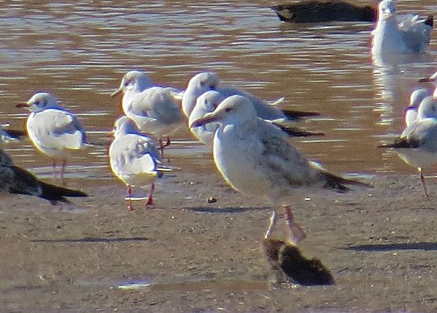 Caspian Gull - ML222013731