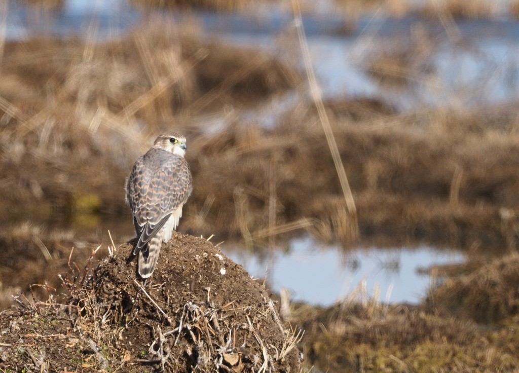 Belatz txikia - ML222013741