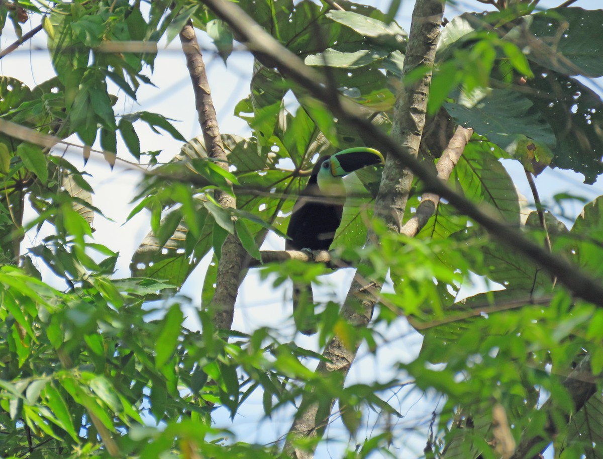 Channel-billed Toucan - Colin Smith