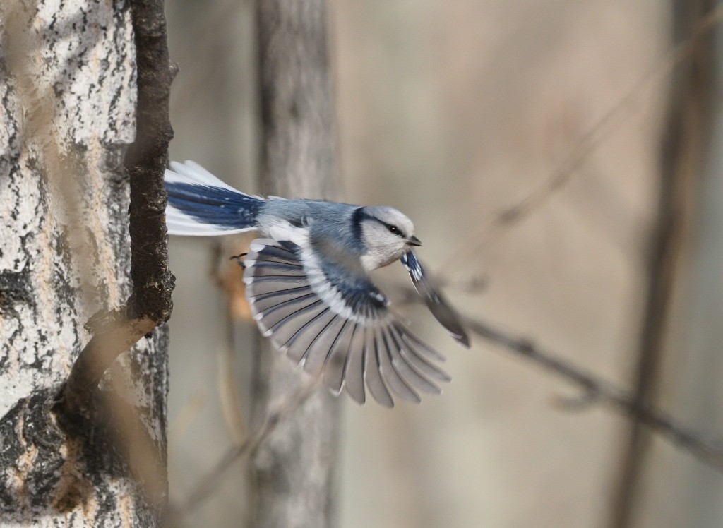 Azure Tit - ML222015131