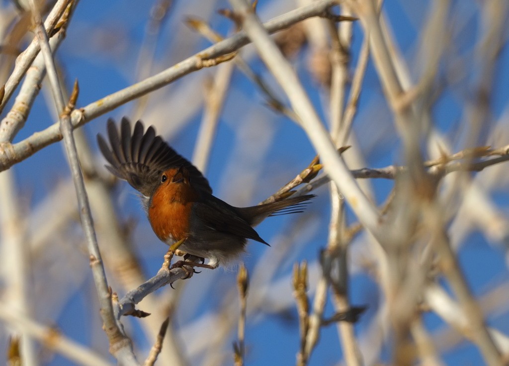 European Robin - ML222015281