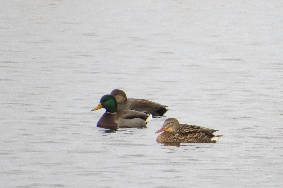 Canard colvert - ML22201581