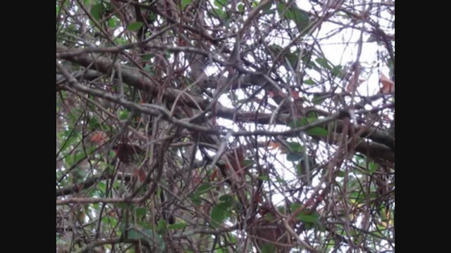 Golden-crowned Warbler - ML222015931