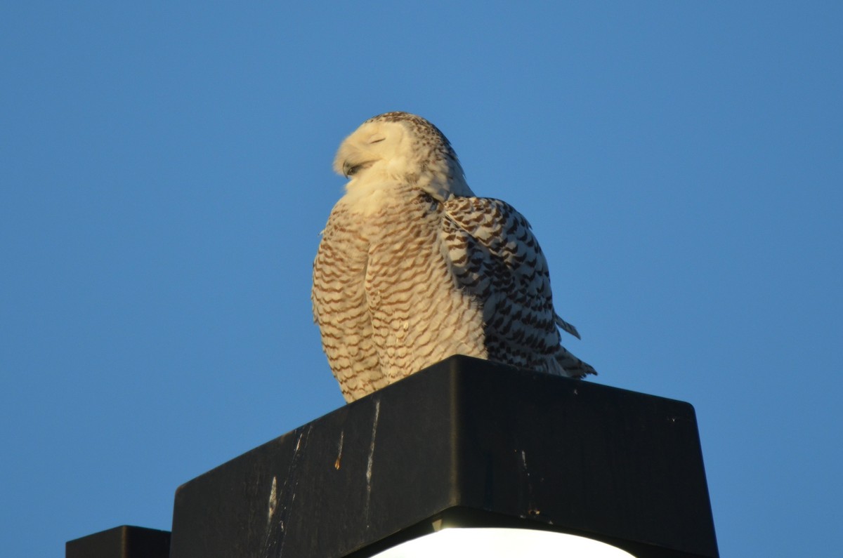 Snowy Owl - ML222016621