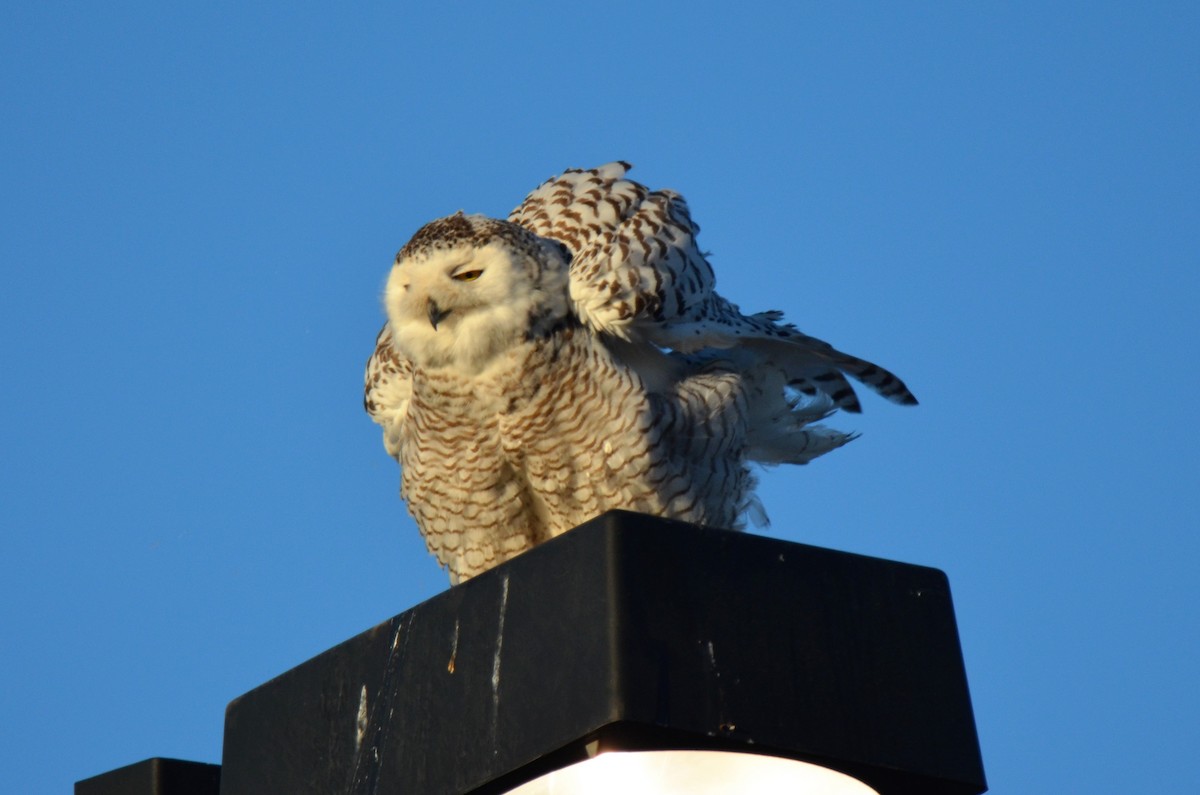 Snowy Owl - ML222016741