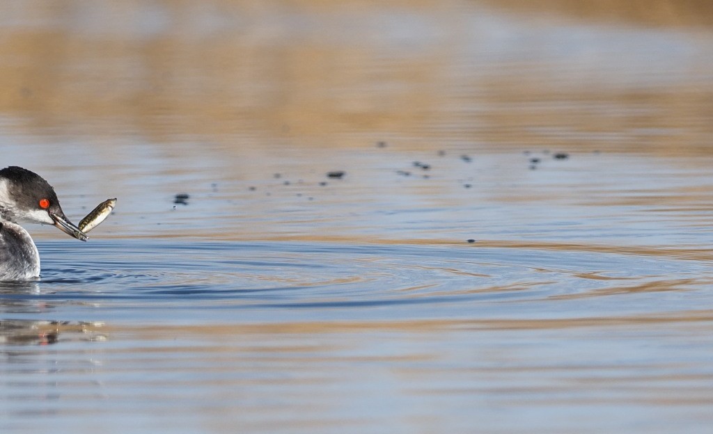 Eared Grebe - ML222017621