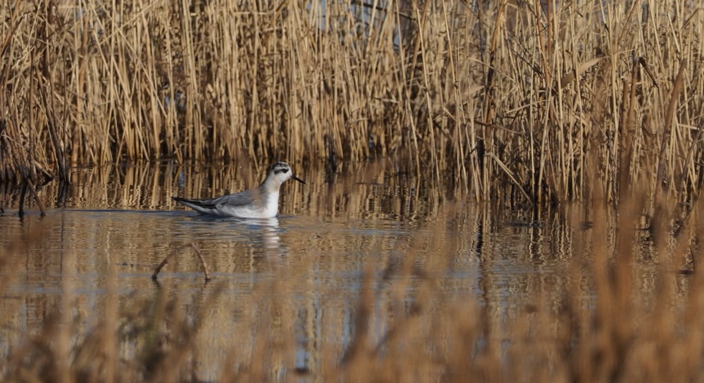 Red Phalarope - ML222017701