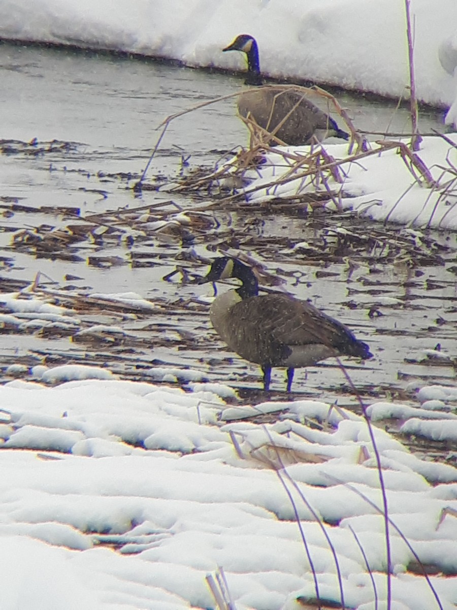 Canada Goose - ML222017781