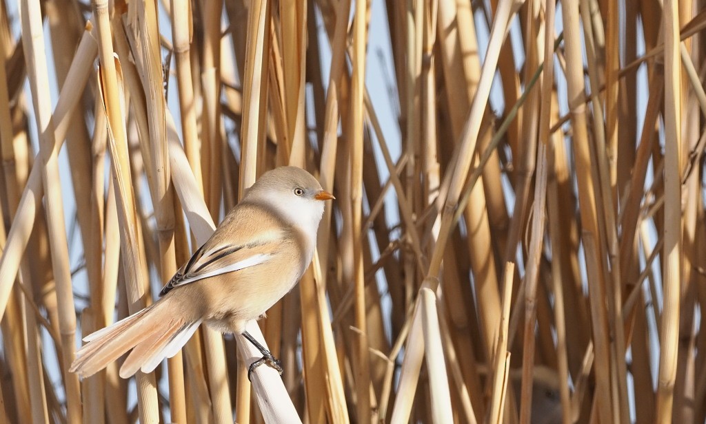 Bearded Reedling - Silas Olofson