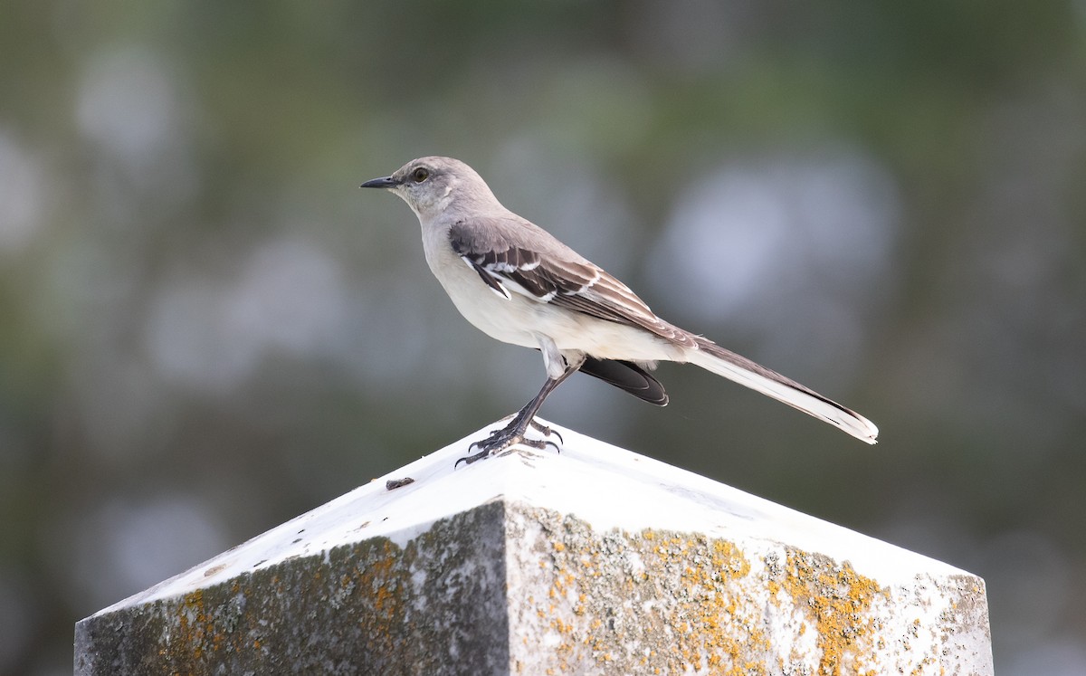 Northern Mockingbird - ML222018321
