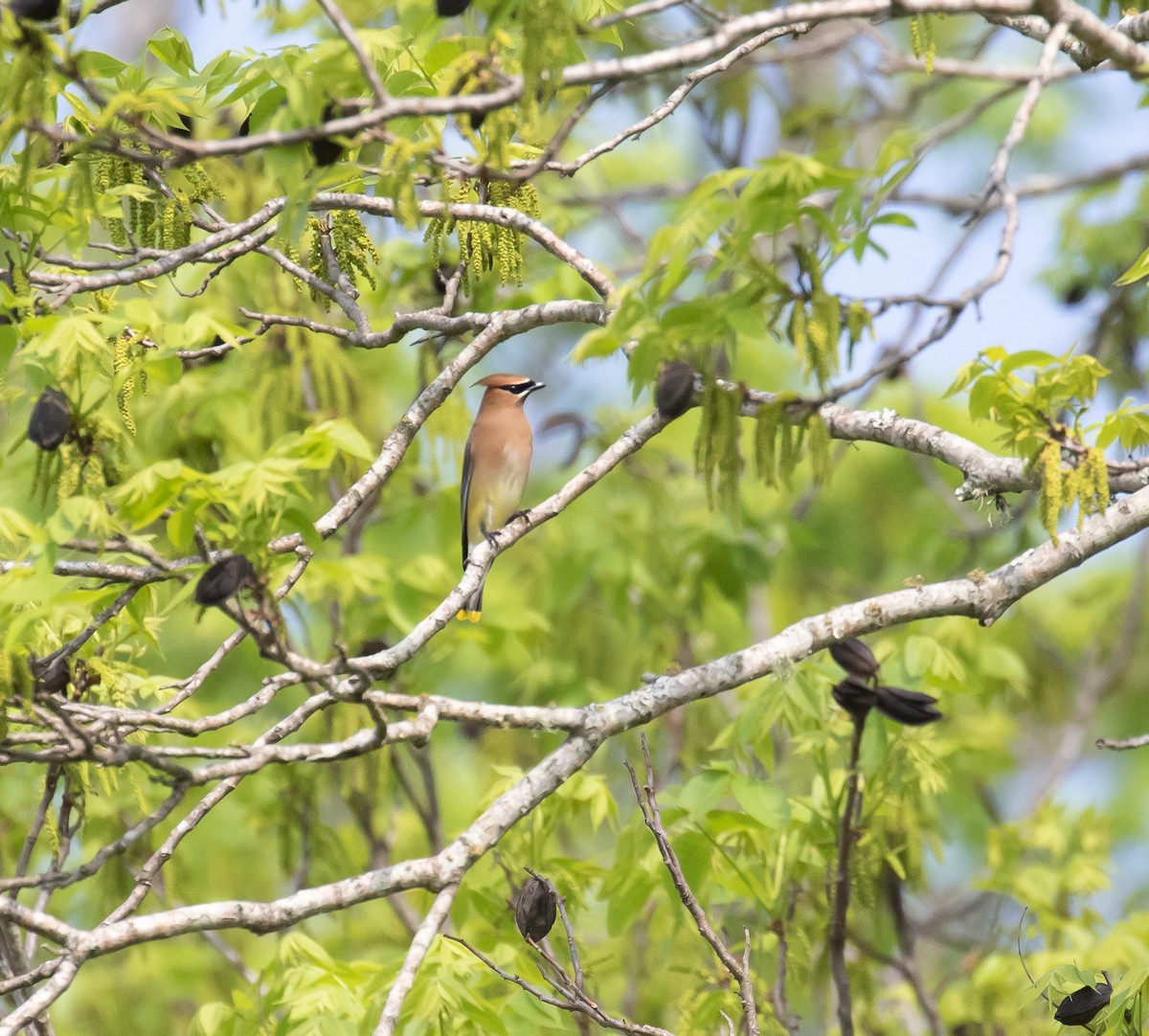 Cedar Waxwing - ML222018361