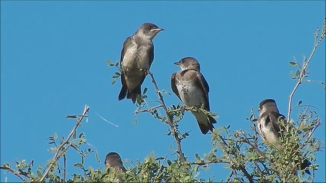 Brown-chested Martin - ML222018751