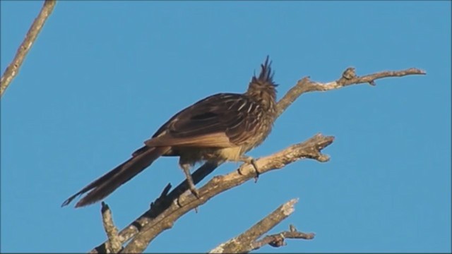 guira chocholatá - ML222018851