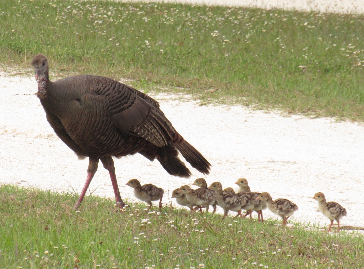 Wild Turkey - Jenna Atma