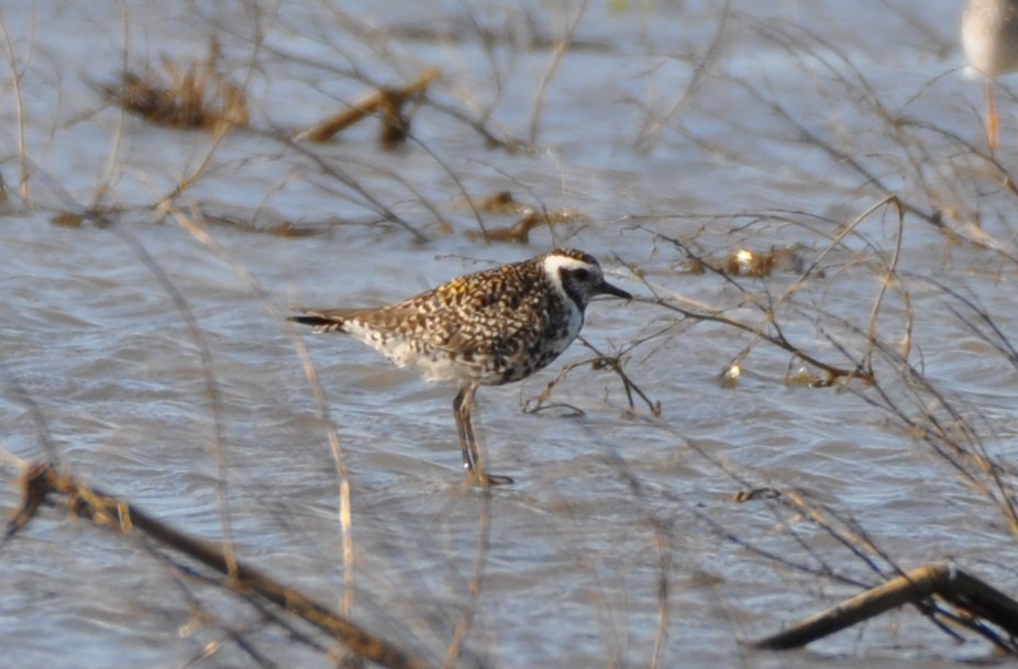 American Golden-Plover - ML222018951