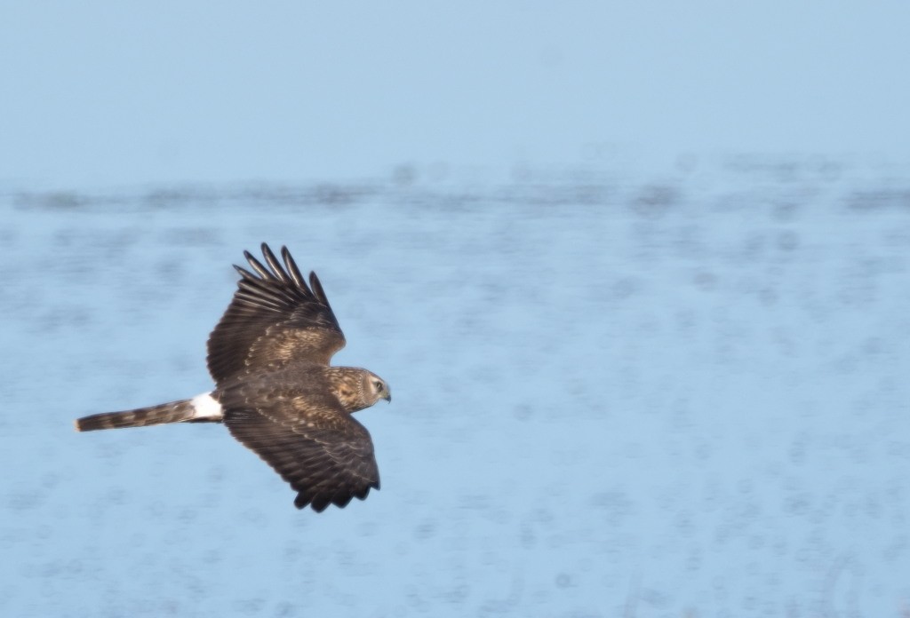 Hen Harrier - Silas Olofson