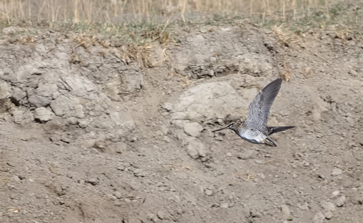 Solitary Snipe - ML222020351