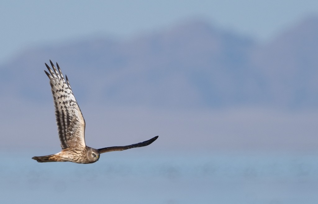 Hen Harrier - ML222020361