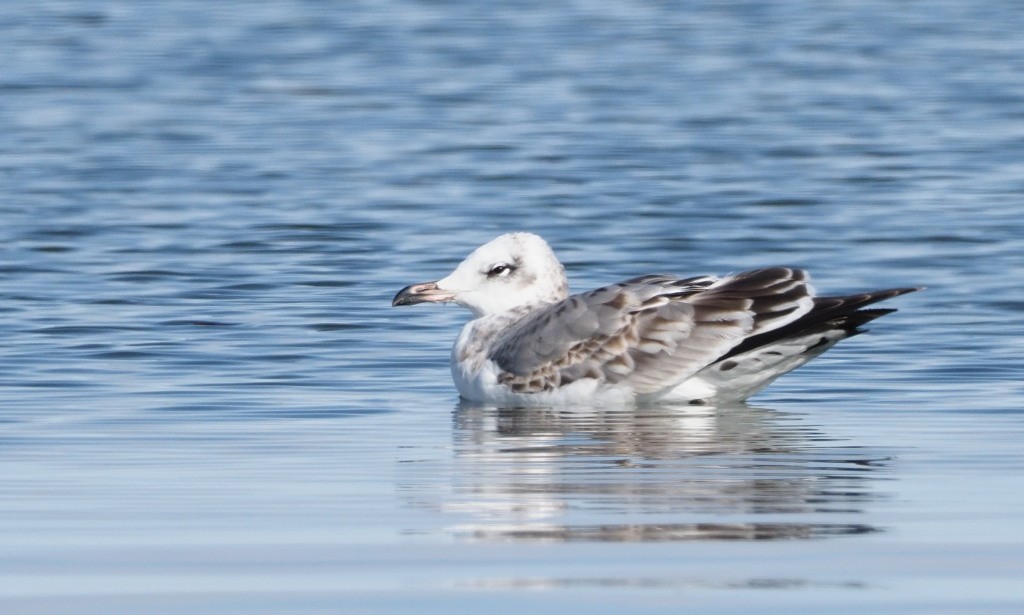 Pallas's Gull - ML222021091