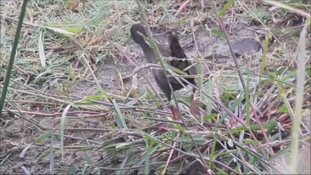 Plumbeous Rail - ML222021771