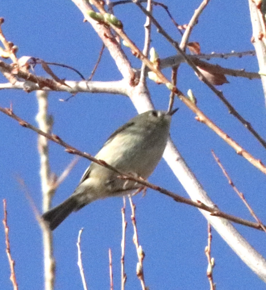 Ruby-crowned Kinglet - ML222024121